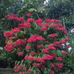 a large bush with red flowers